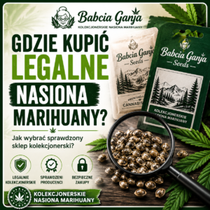 Gdzie kupić legalne nasiona marihuany – kolekcjonerskie nasiona Babcia Ganja