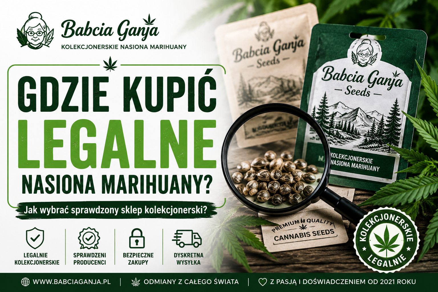 Gdzie kupić legalne nasiona marihuany – kolekcjonerskie nasiona Babcia Ganja