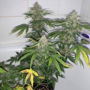 Gorilla Glue XXL Auto – feminizowane nasiona marihuany automatyczne XXL