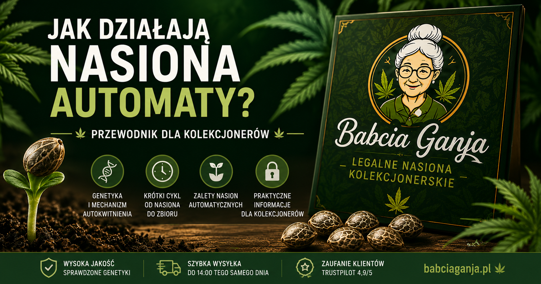Jak działają nasiona automaty – poradnik dla kolekcjonerów nasion marihuany automatycznych