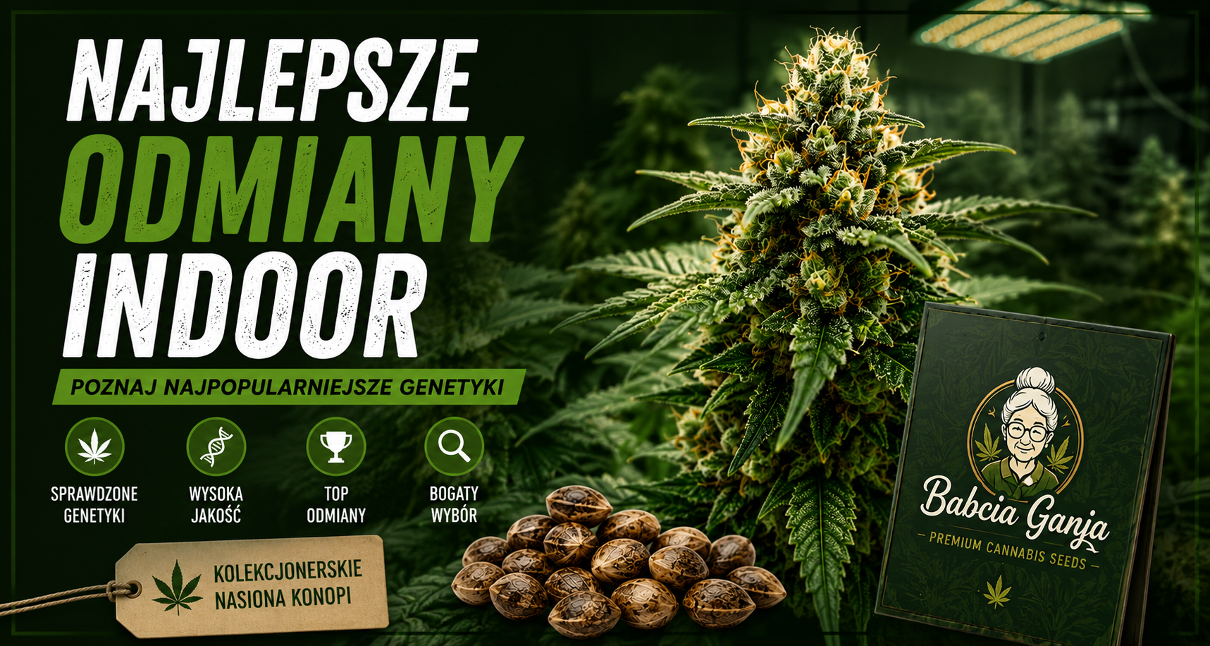 Najlepsze odmiany Indoor – najpopularniejsze genetyki nasion marihuany