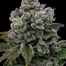 Hollywood Rain Auto żywiczna roślina z automatycznych nasion marihuany 31% THC, kwiat pokryty trichomami