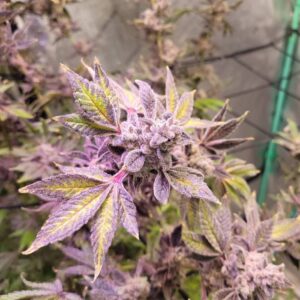 Cap Junky – feminizowane nasiona marihuany indoor