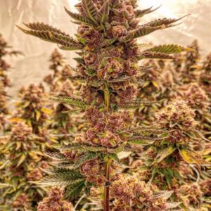 Trop Cherry – purpurowe kwiatostany odmiany marihuany