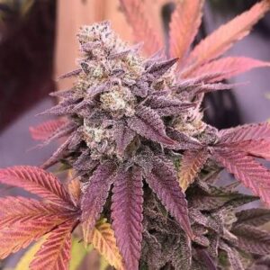 Pink Acai Auto owocowe nasiona automaty