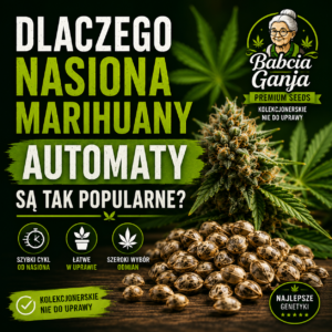 Popularność genetyk Auto – historia i trendy