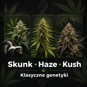 Skunk, Haze i Kush – klasyczne genetyki konopi