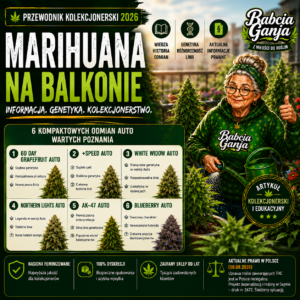 Marihuana na balkonie – przewodnik kolekcjonerski i odmiany Auto
