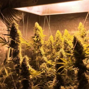 Super Silver Haze – feminizowane nasiona Sativa
