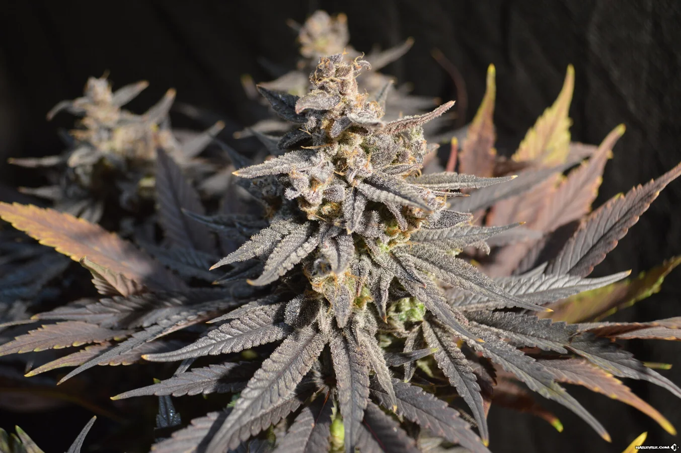 Szila Seeds – Freedom Purple Punch