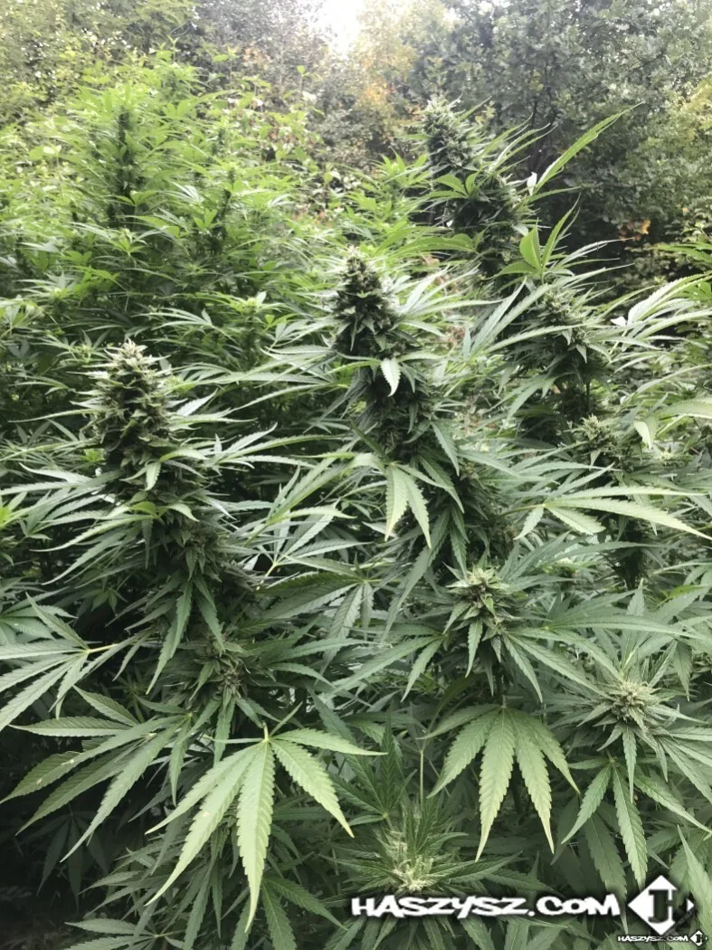 GG3 x Pluto – Szila Seeds Outdoor Fast Version