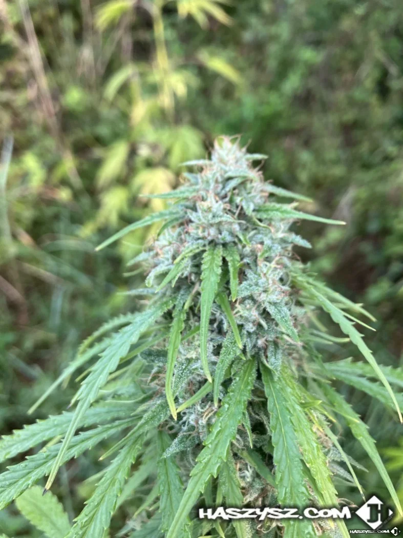 MM2 x Pina – Szila Seeds Outdoor Fast Version