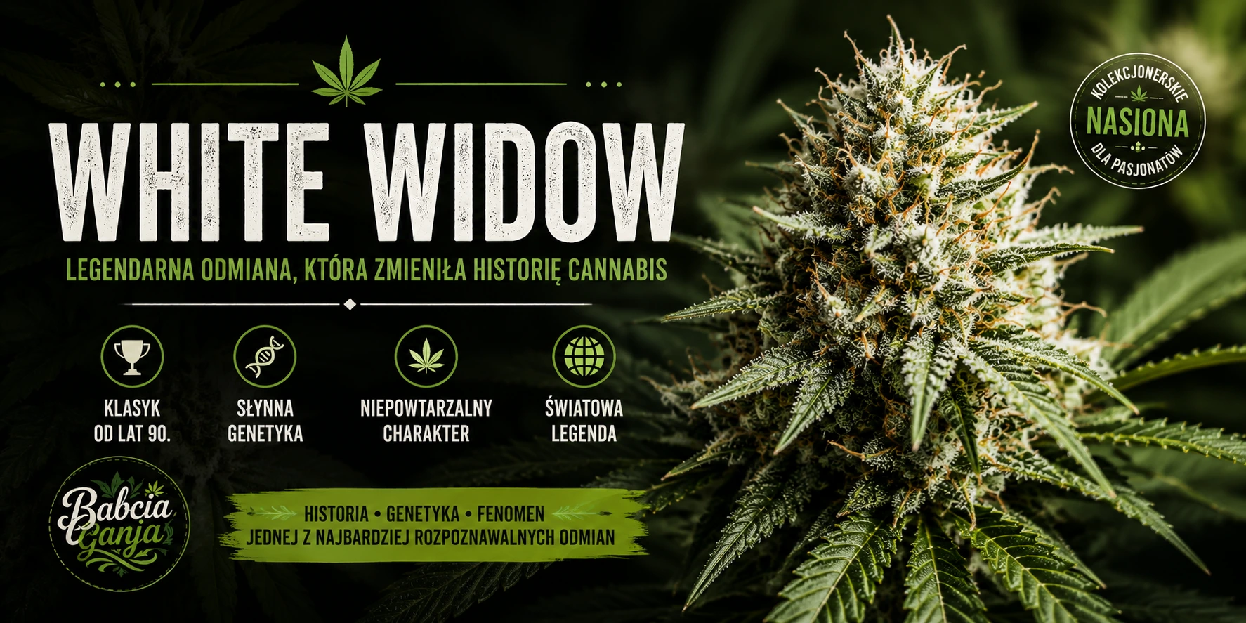 White Widow – historia i genetyka legendarnej odmiany konopi