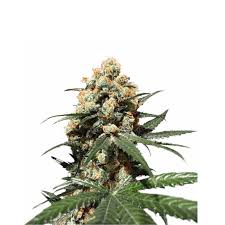Nasiona Marihuany Automaty Banana Brownie Auto