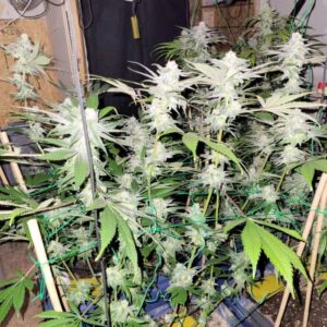 Nasiona Marihuany Grimm Truffles Indoor – White Truffles x Cinderella 99