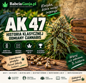 AK 47 – historia, genetyka i pochodzenie klasycznej odmiany Cannabis