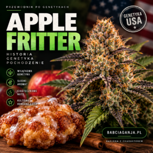 Apple Fritter – historia i genetyka amerykańskiej odmiany marihuany