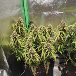 Nasiona Marihuany Automaty Apple Gelato Auto