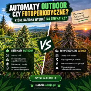 Automaty outdoor czy fotoperiodyczne – porównanie nasion outdoor