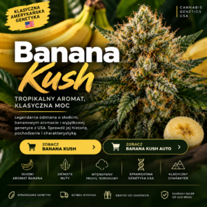 Banana Kush – historia i genetyka amerykańskiej odmiany marihuany