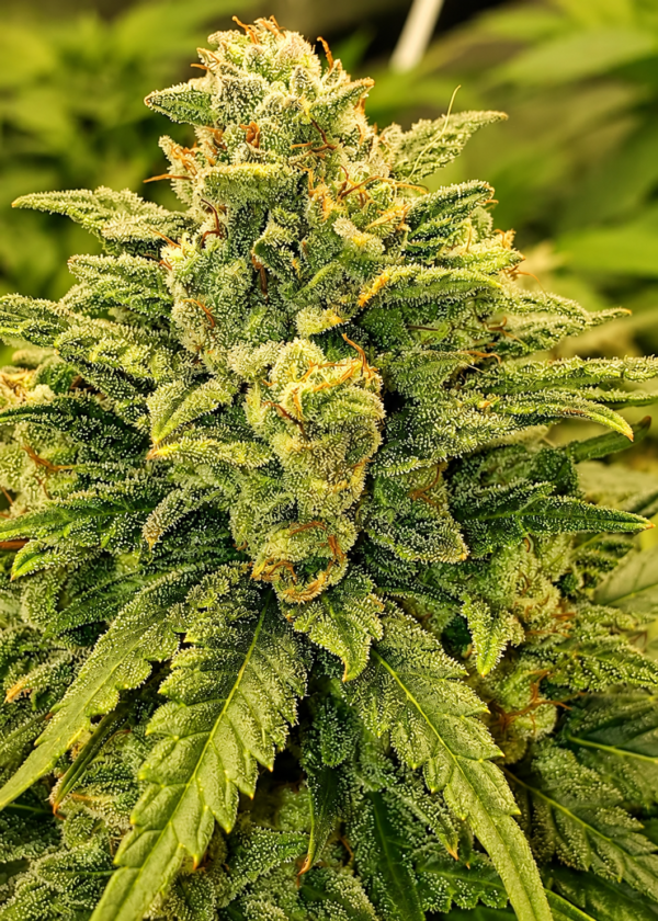Banana Kush – feminizowane nasiona Indoor 70% Indica