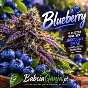 Blueberry historia odmiany i rodziny Blue