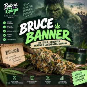 Bruce Banner – historia i genetyka OG Kush × Strawberry Diesel