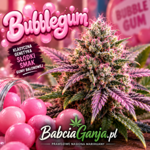 Blueberry historia odmiany i rodziny Blue