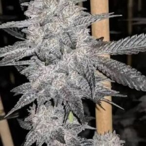Gelato #33 nasionka Indoor – Larry Bird, Sunset Sherbet × Thin Mint GSC