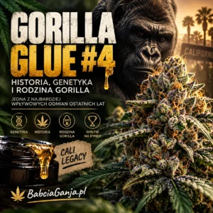 Gorilla Glue #4 – historia, pochodzenie i genetyka odmiany GG4