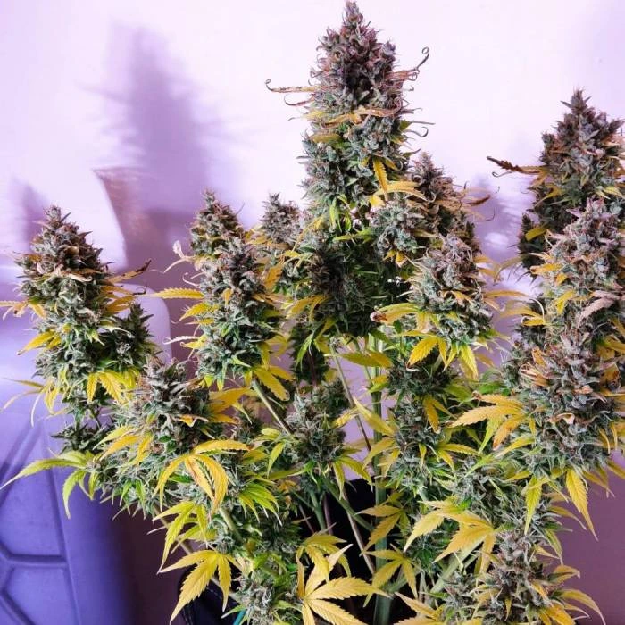 Nasiona marihuany Gorilla Zkittlez Auto
