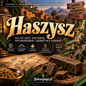 Haszysz – historia, pochodzenie, żywica konopi i genetyka