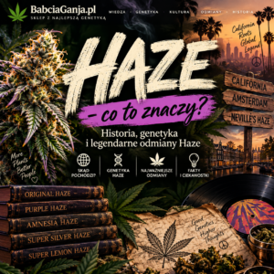 Haze – co to znaczy, historia, genetyka i legendarne odmiany Haze