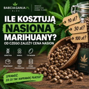 Ile kosztują nasiona marihuany i od czego zależy cena nasion