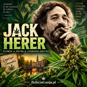 Jack Herer historia odmiany i genetyki