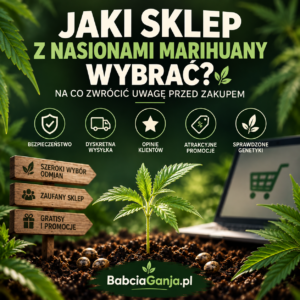 Jaki sklep z nasionami marihuany wybrać – najważniejsze kryteria