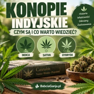 Konopie indyjskie – Indica, Sativa i hybrydy