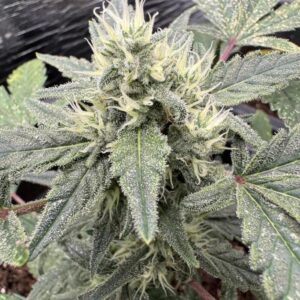 Nasiona Marihuany Automaty Kosher Kush Auto