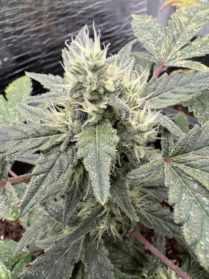 Nasiona Marihuany Automaty Kosher Kush Auto