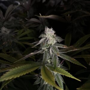 Nasiona Marihuany Larry OG – feminizowane nasiona indoor OG Kush