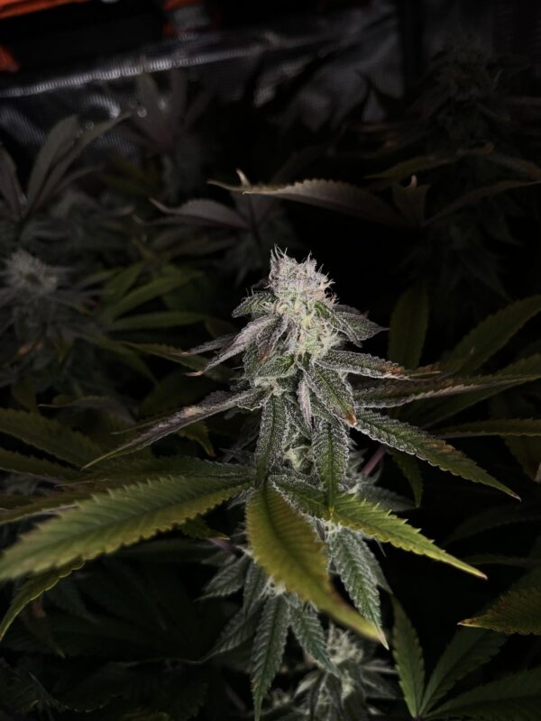 Nasiona Marihuany Larry OG – feminizowane nasiona indoor OG Kush