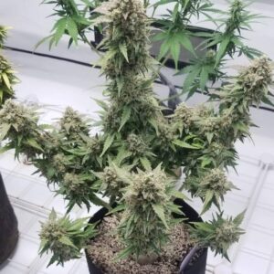 Lemon Kush Auto – feminizowane nasiona marihuany automatyczne