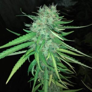 Nasiona marihuany Liberty Haze – feminizowane nasiona Indoor