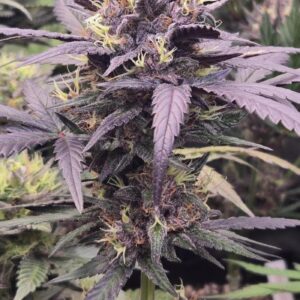 Mango Cherry Runtz Auto – nasiona automatyczne 65% Indica
