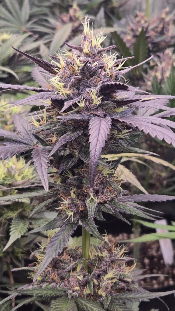 Mango Cherry Runtz Auto – nasiona automatyczne 65% Indica