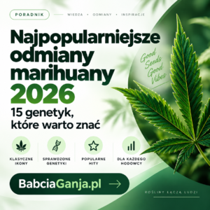 Najpopularniejsze odmiany marihuany 2026 – ranking 15 genetyk