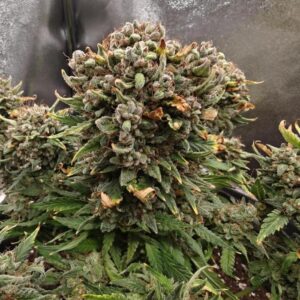 Nasiona marihuany Grape Smoothie Auto