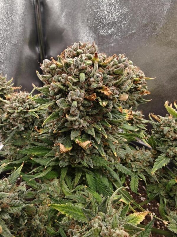 Nasiona marihuany Grape Smoothie Auto