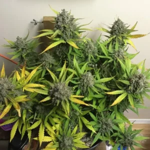 Tangie Auto – feminizowane nasiona automaty Sativa