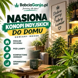 Nasiona konopi indyjskich do domu – odmiany Indoor